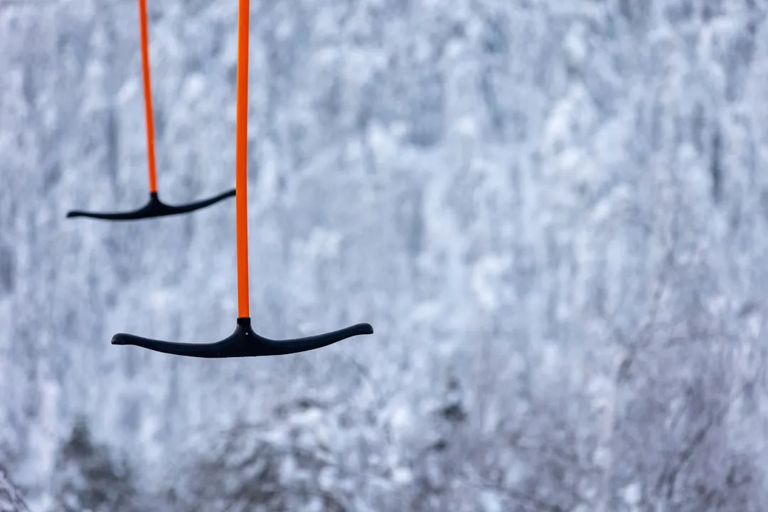 a couple of orange strings hanging from a tree